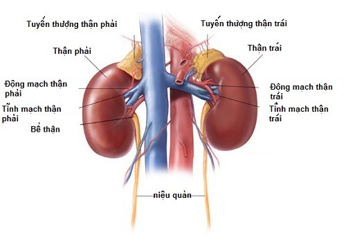 Tìm hiểu về vai trò của giải phẫu mạch máu thận trong chức năng của thận?