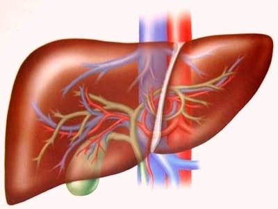 Virus viêm gan B (HBV) có thể lây qua đường ăn uống không?
