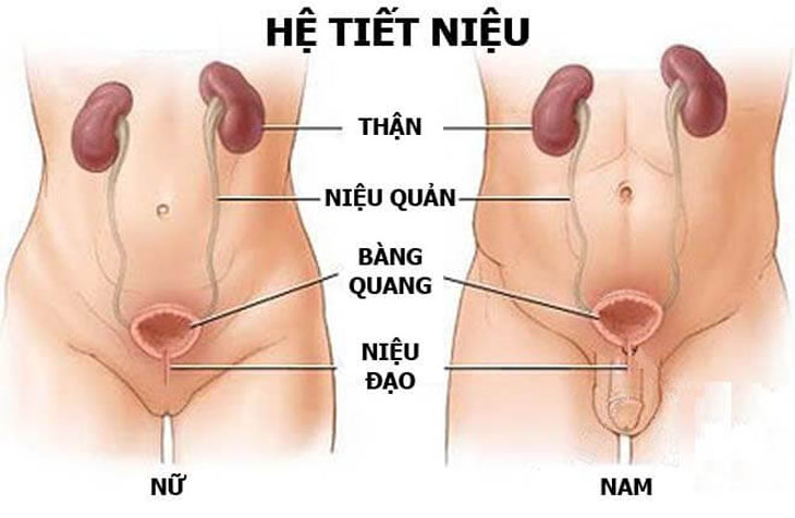 Dấu hiệu nhiễm trùng đường tiết niệu | BvNTP