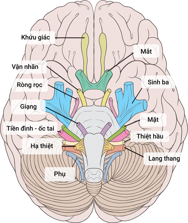 Chức Năng Dây Thần Kinh Số 8: Hiểu Rõ Để Bảo Vệ Sức Khỏe