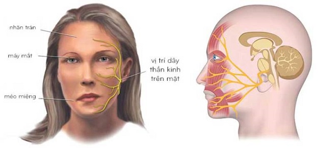 Vai trò của dây thần kinh số 7 trong việc điều khiển các cơ bám da mặt, cơ bám da cổ và xương bàn đạp ở tai giữa là gì?
