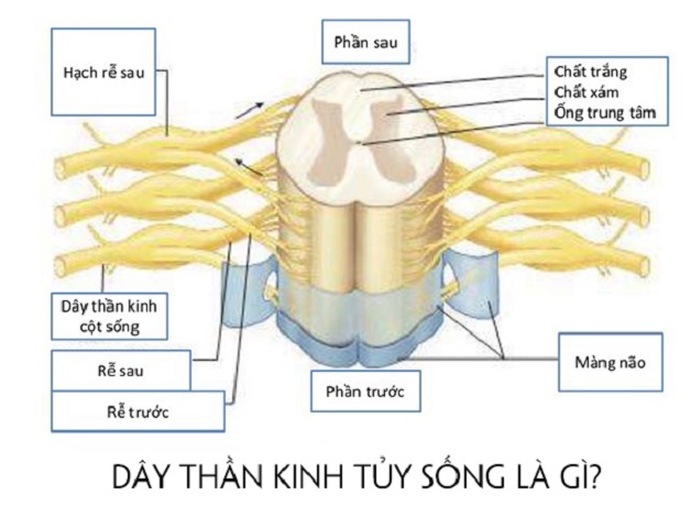 Đặc điểm giải phẫu sinh lý cột sống cổ Điều trị đau #25 Đặc điểm giải phẫu sinh lý cột sống cổ Điều trị đau