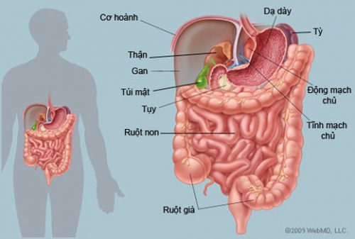 Những cơ quan chính trong hệ thống tiêu hóa là gì và chức năng của chúng là gì? 
