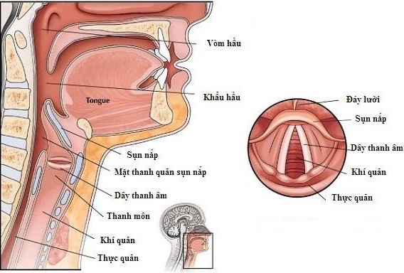 Trong trường hợp viêm họng phù nề, liệu trị liệu là gì?
