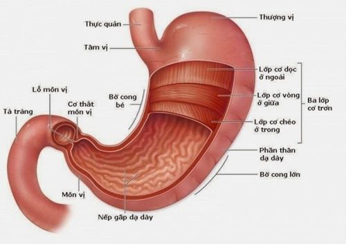 Cơ Vòng Môn Vị: Khám Phá Vai Trò và Tầm Quan Trọng