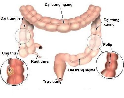 Độ dài của đại tràng ngang là bao nhiêu?
