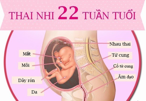 Mẹ bầu cần chuẩn bị những gì trước khi thực hiện siêu âm 22 tuần?