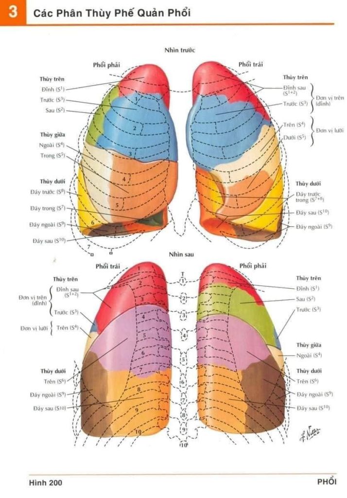 Mô hình giải phẫu phổi người