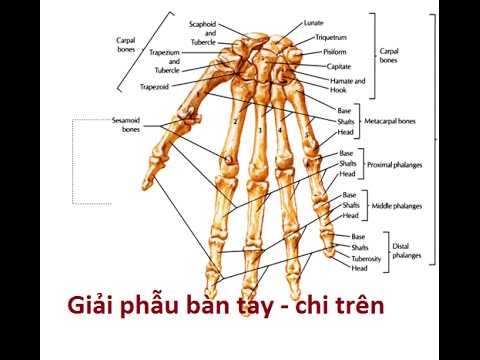 What is the anatomical structure of the bones in the hand?