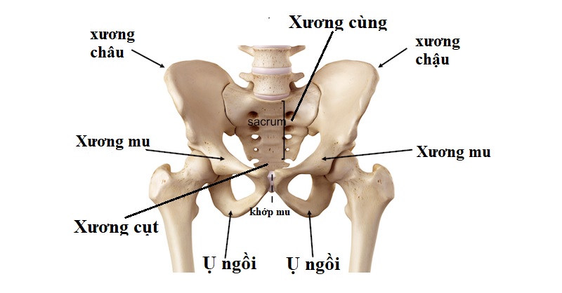 Tổng quan về giải phẫu xương chậu