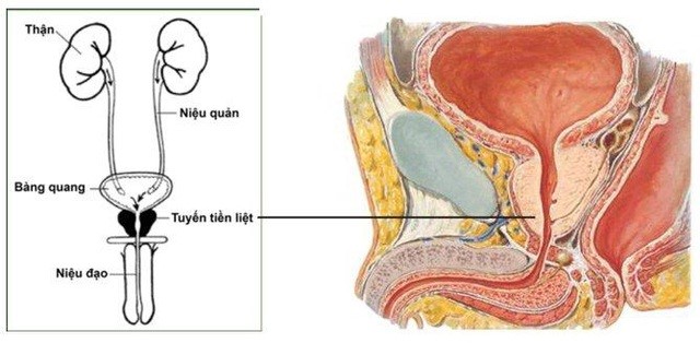 Tuyến tiền liệt có thể bị ảnh hưởng bởi các vấn đề sức khỏe khác trong cơ thể nam giới không?
