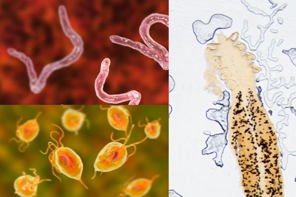 Nội ký sinh trùng là gì và những hiểm họa nào chúng gây ra?