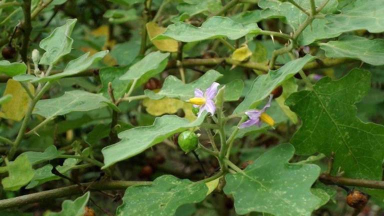 Cà gai leo hoa tím là loại cây thuộc họ cà dại (Solanaceae) phổ biến ở Việt Nam hay không?
