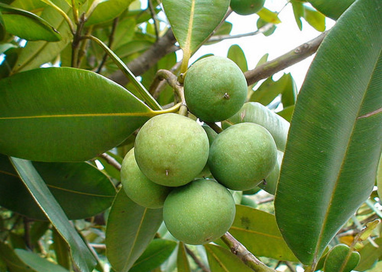 cây mù u là cây gì