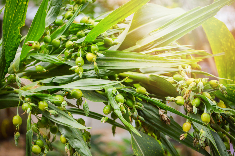 What are the medicinal uses of cây ý dĩ (Equisetum arvense)?