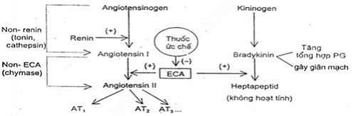 Enzyme chuyển angiotensin