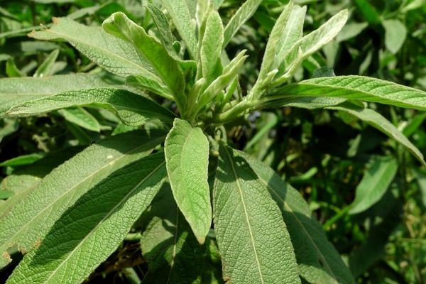 Tác Dụng Của Cây Đại Bi: Lợi Ích Tuyệt Vời Cho Sức Khỏe