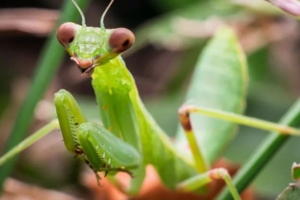 Vị thuốc từ Bọ ngựa | BvNTP