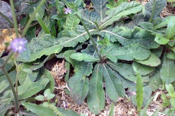 Vị thuốc cây Chỉ thiên | BvNTP