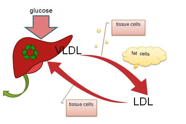 Tổng quan về LDL & VLDL trong máu | BvNTP