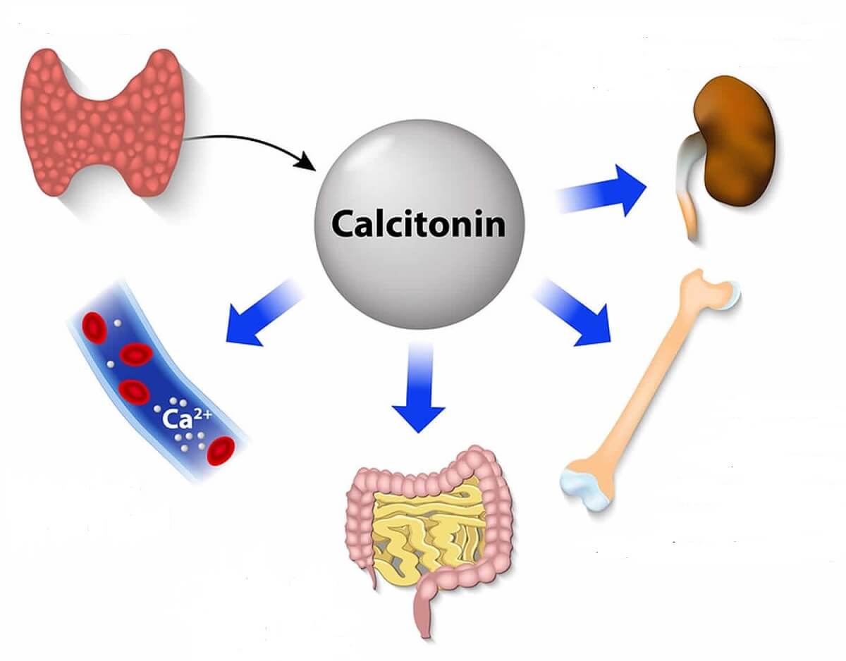 Tìm hiểu về hormone calcitonin và tác dụng của nó trong cơ thể