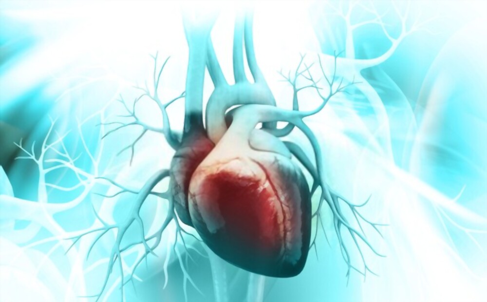 Van tim có chức năng gì và vai trò của chúng trong hệ thống tuần hoàn?
