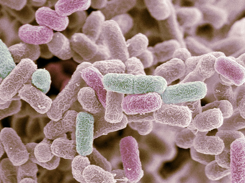 Nhiễm vi khuẩn E.coli: tổng quan và điều trị | BvNTP