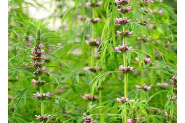 What are the medicinal properties of hoa ích mẫu?