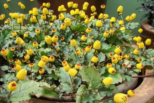 Vị Thuốc Cúc Áo Hoa Vàng | Bvntp