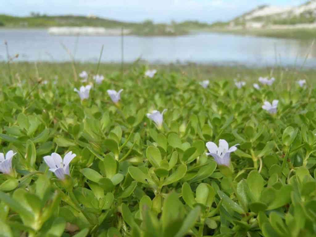 Vị thuốc Rau đắng biển | BvNTP