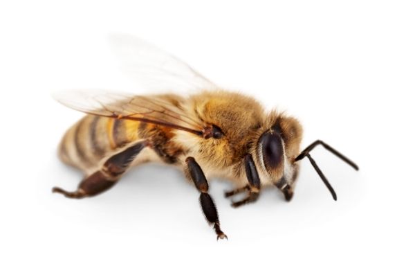 mật ong có màu trắng đục