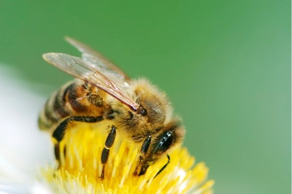 cách bắt ong mật không bị đốt
