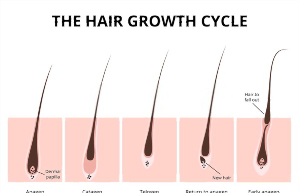 Các yếu tố ảnh hưởng đến sự phát triển của lông, tóc