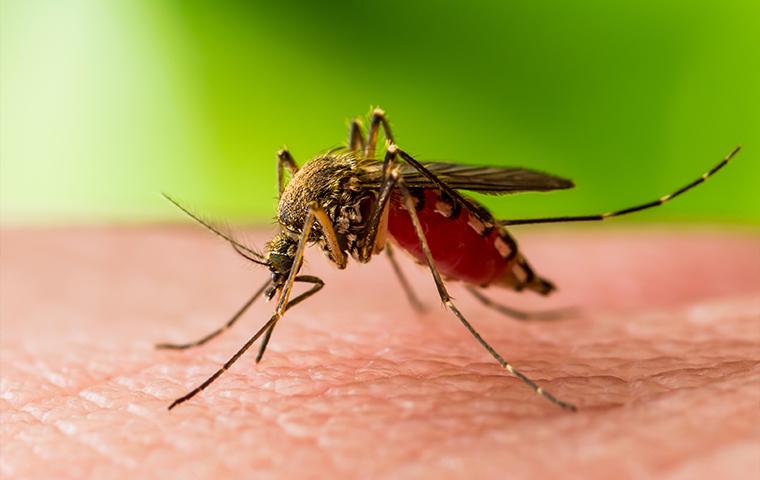 Muỗi mang vi rút sốt xuất huyết thường đốt người khi nào